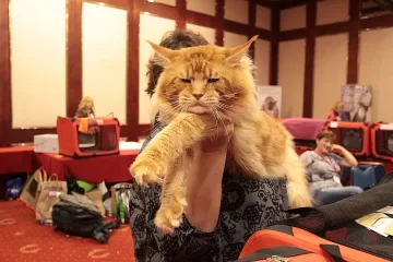 Котарак гигант жъне награди