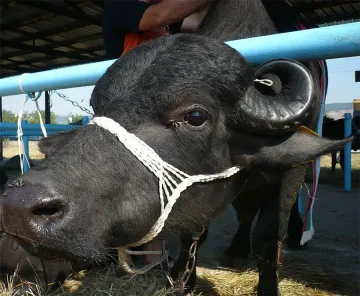Изложба на биволи събра животновъди в Разград