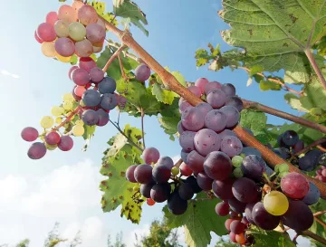 Лозари разменят грозде за картофи и боб