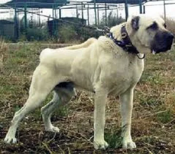 200 лв. глоба за собственик на "Кангал", убил куче