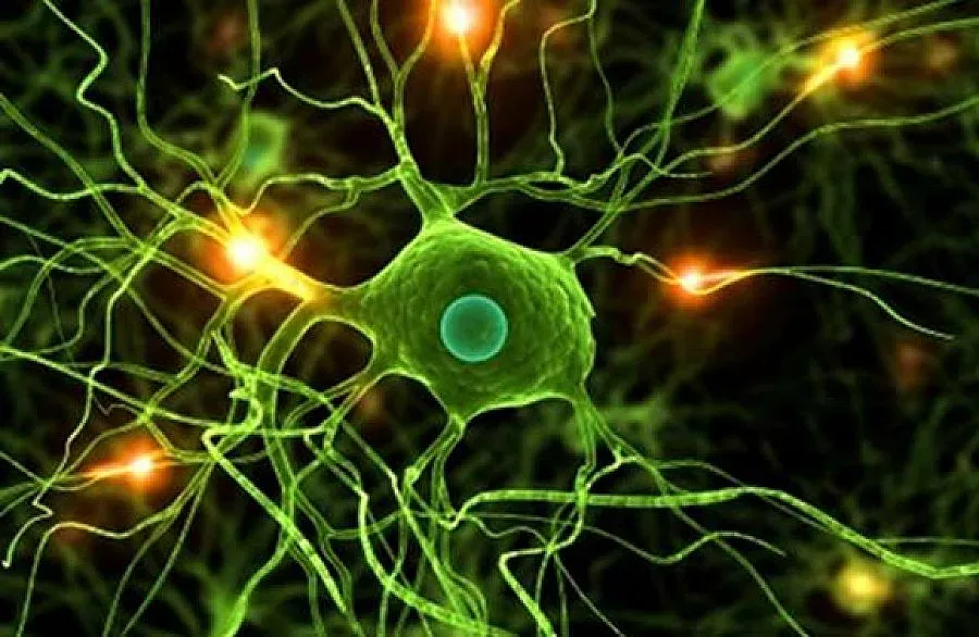 Върнаха жива тъкан към ембрионално състояние