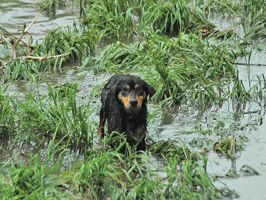 Румъния за пореден път ще избива кучета