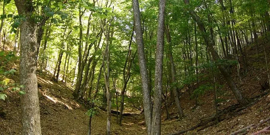 Четирима нови директори в горския сектор в Пиринско