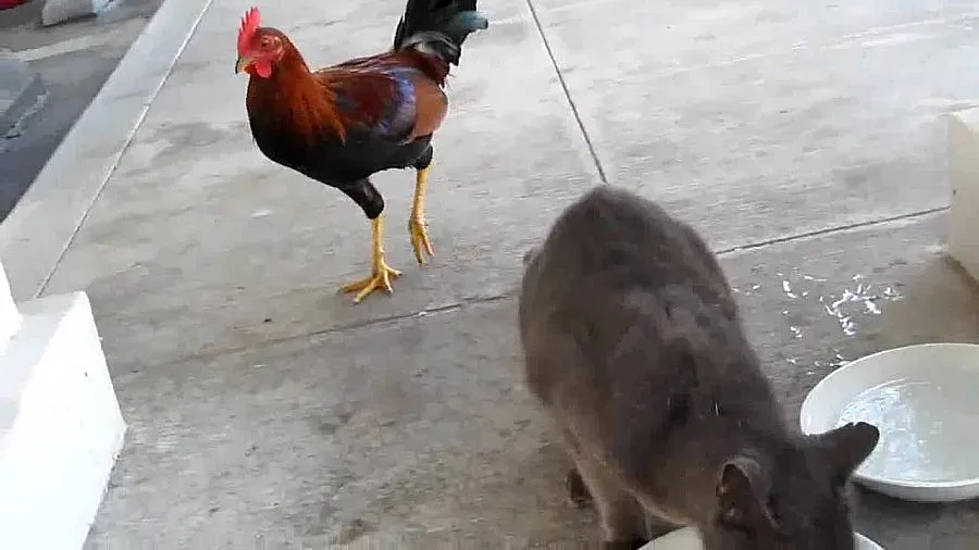 В рейса с котка, с кокошка - не