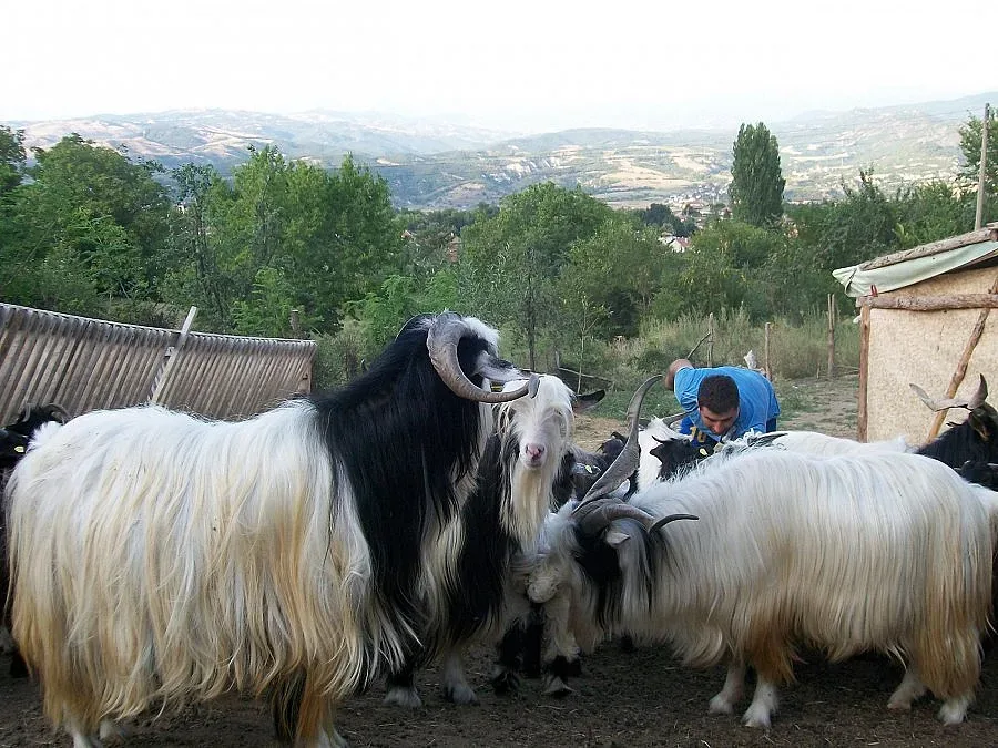 Кукери от Крупник обикалят 3 месеца страната за хубави кожи 
