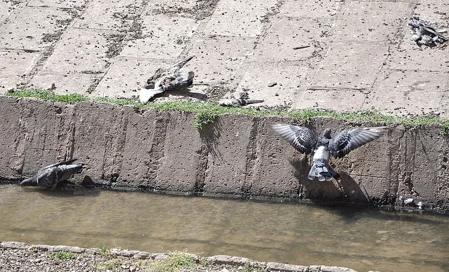 В Хасково проверяват гълъби за птичи грип