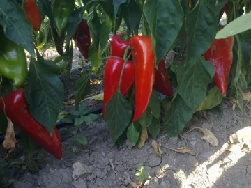Производители на червена капия недоволни от изкупните цени 