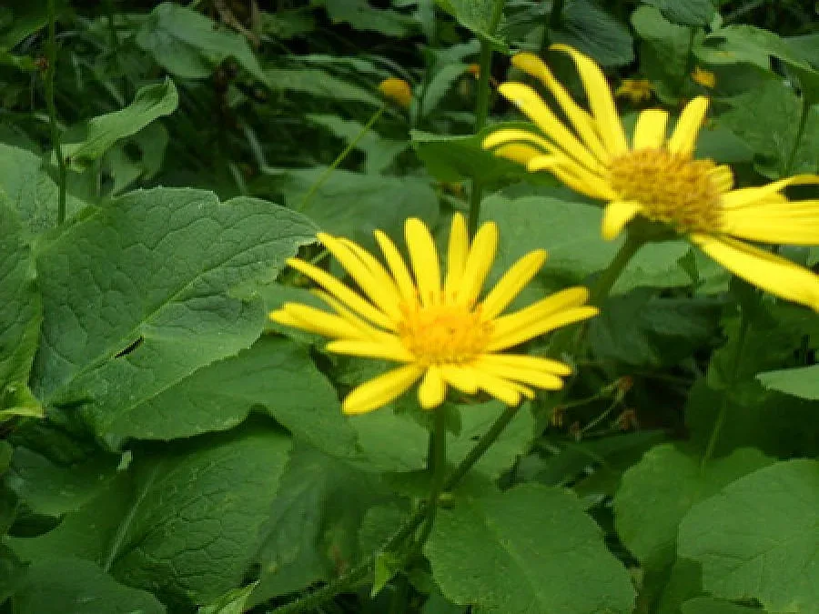 Утре ще бъде слънчево и без валежи