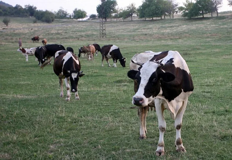 Влак уби 17 крави в Чехия