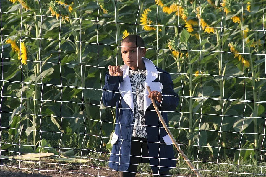 Агресивен пръч убил пастира в с. Коларово