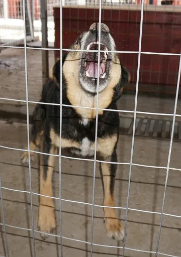 Правят приют за бездомни кучета в благоевградско