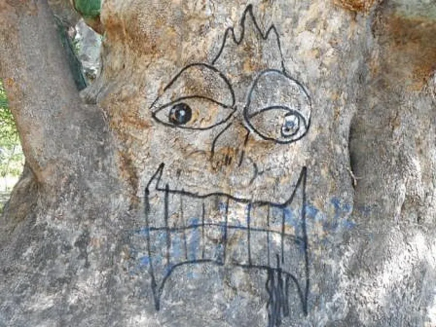 Оскверниха 700- годишен чинар в Стара Загора