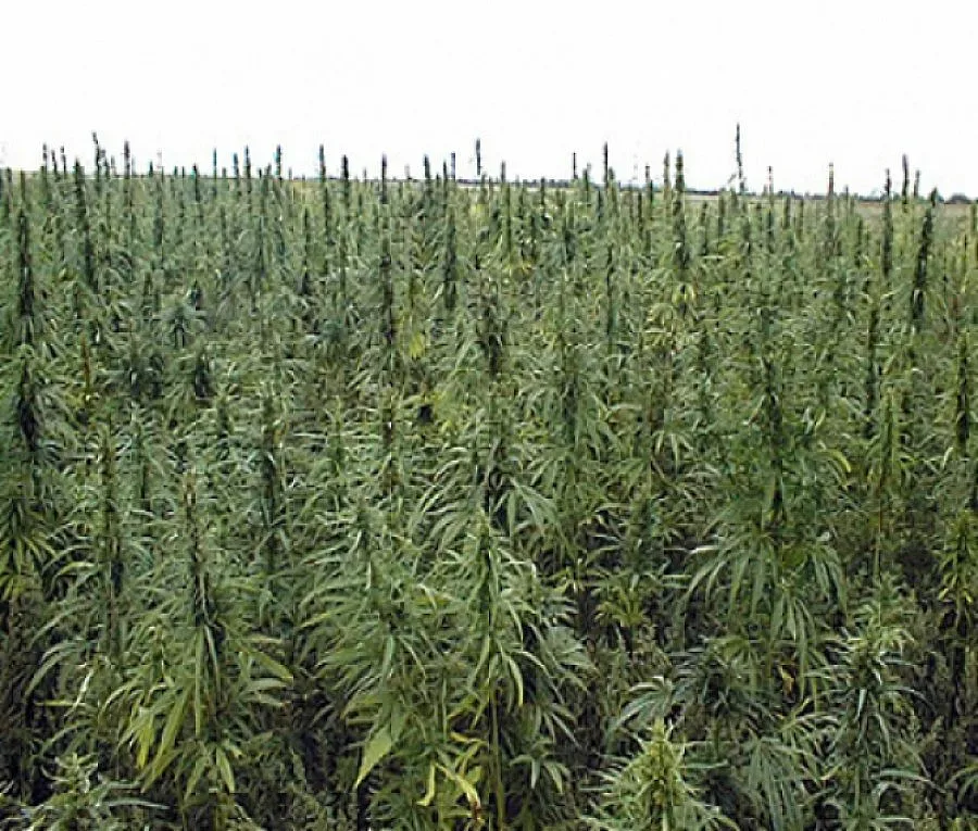 Втора плантация канабис по Искърското дефиле