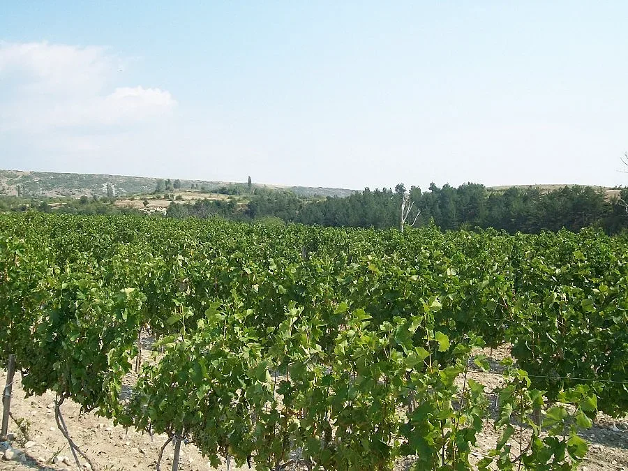 Граничари пазят гроздето край Катунци