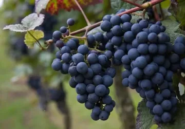 Гроздето рекордно евтино
