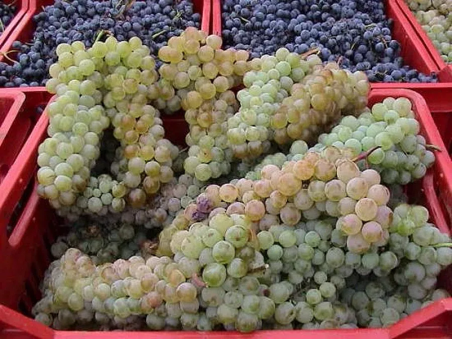 Прибираме с 30% повече грозде