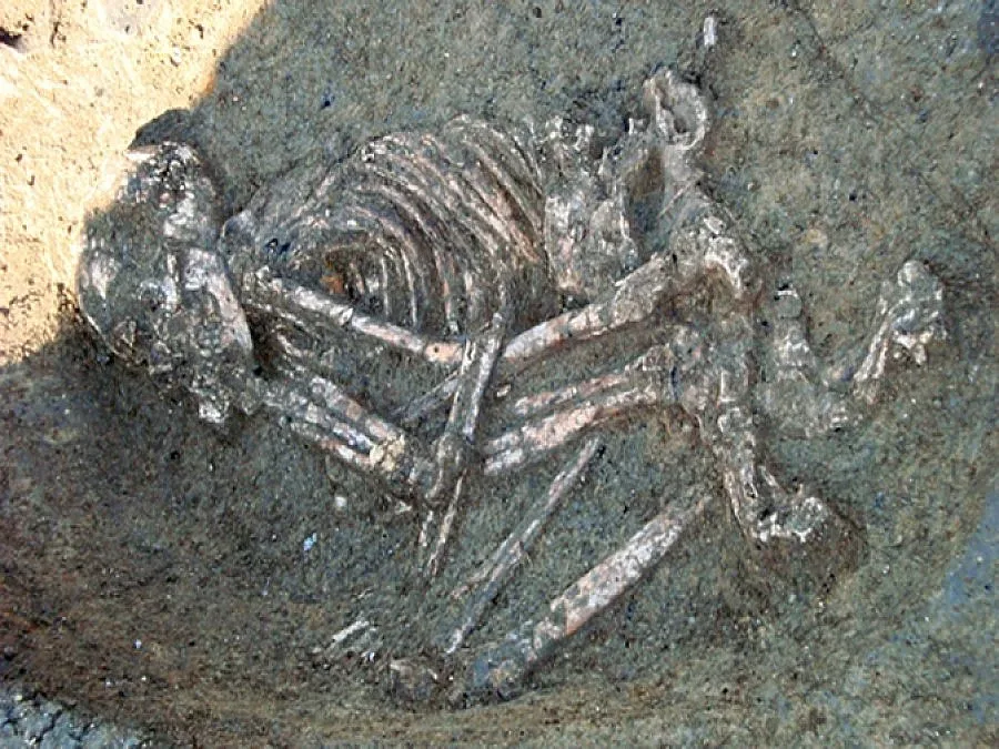 Неолитният човек до златото на гетите 