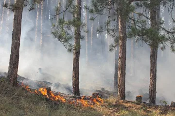 Арестуваха пчелар за пожар около Хасково 