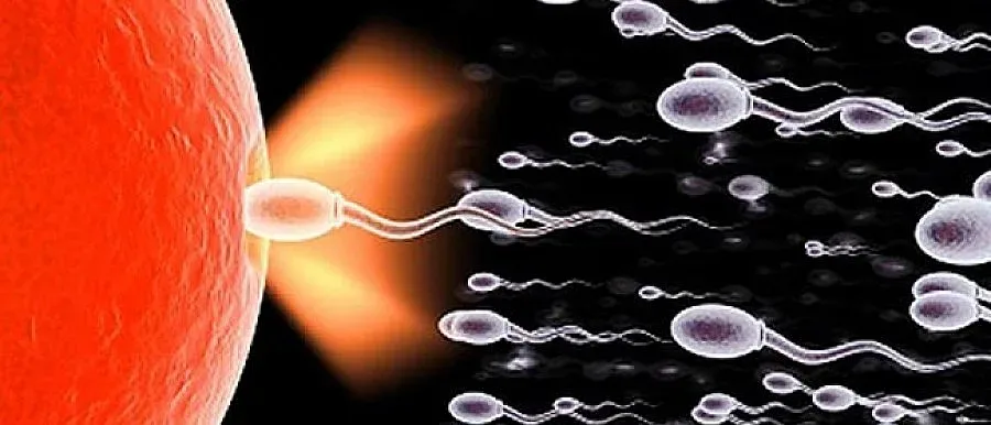 Жените стават донори на сперма