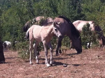 Стадото тарпани в Източни Родопи се увеличи с още 1 конче