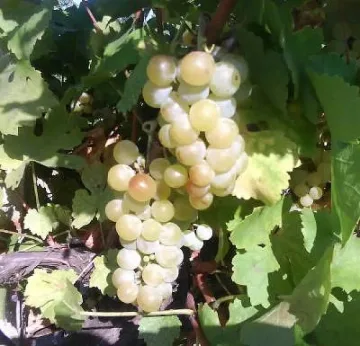 Рекордно ниски цени на гроздето