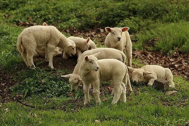 При проверки в 1701 животновъдни обекта не са установени признаци на чума