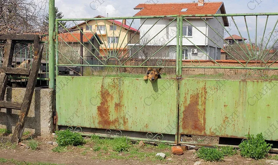 Тровят масово кучета в Бояна