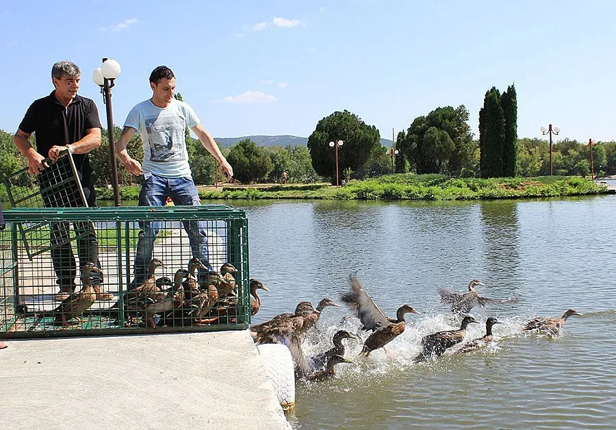 Патици превзеха старозагорското езеро „Загорка"