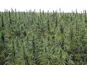 11 килограма канабис откриха в селска къща в Славянин