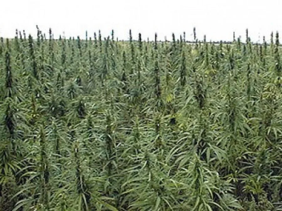 11 килограма канабис откриха в селска къща в Славянин