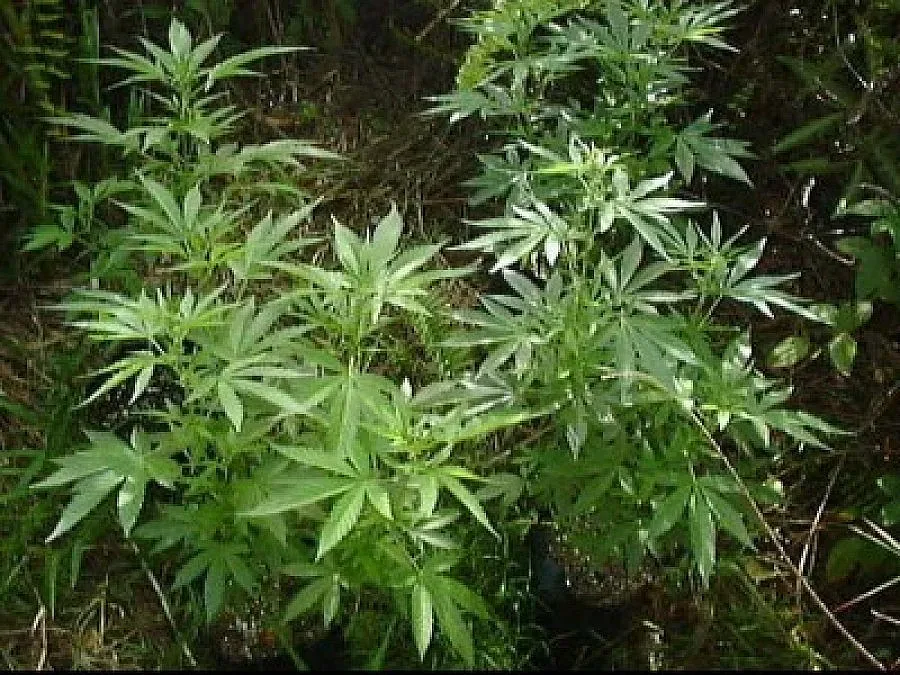 Арестуваха 50-гoдишен мъж за канабис