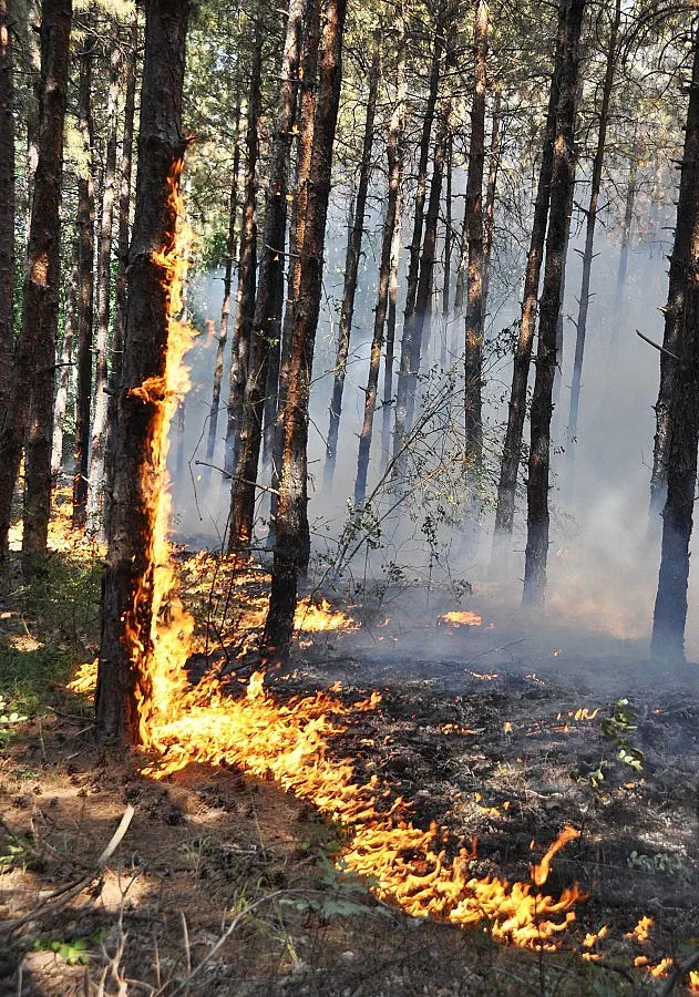 Изгоряха 6 вили