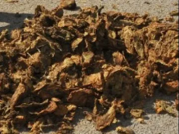 По 7-8 лв. за кг тютюн в Пиринско обещават фирмите–изкупвачи