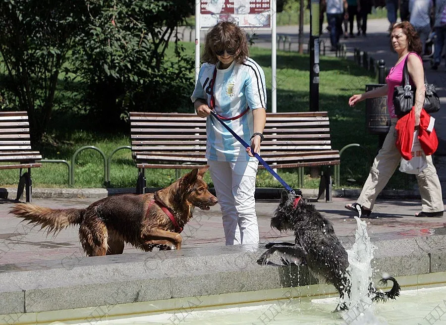 Кучета без намордници нахапаха 8-годишно дете