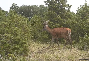 Елени лопатари в Източните Родопи бяха пуснати на свобода 