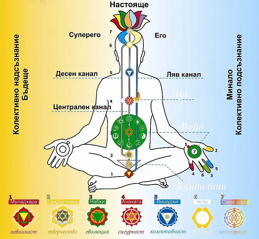 Чакрата на таланта пази и бъбреците