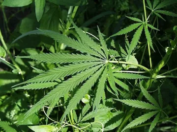 Задържаха полицай за разпространение на наркотици
