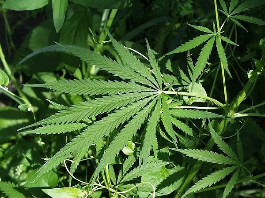 Задържаха полицай за разпространение на наркотици