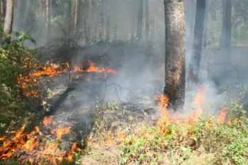 Пожар лумна край варненското село Каменар