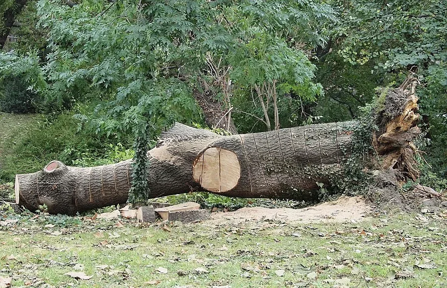 БСП пуска частни лица сами да секат дърва за огрев