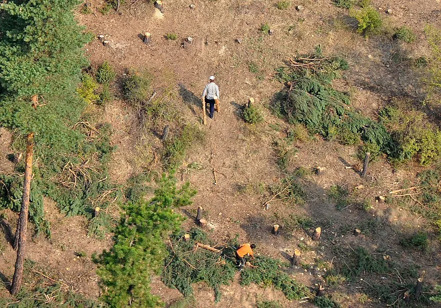 10-годишно дете загина при сеч на дърва