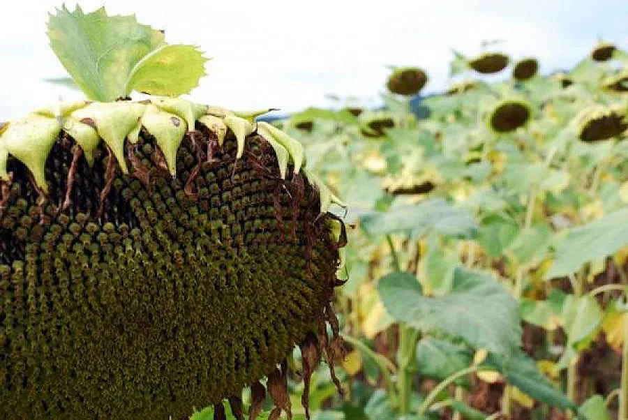 Суша гори слънчогледа и царевицата