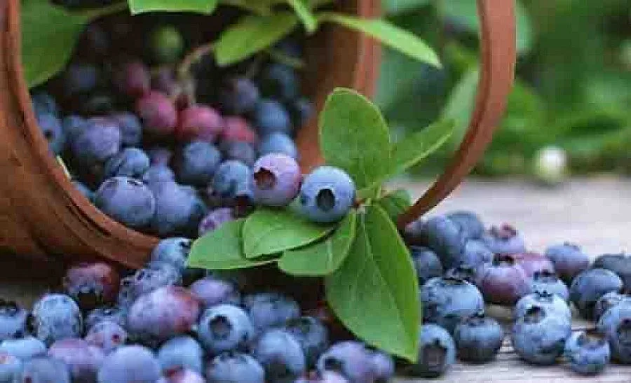 Трима в ареста и 6-ма ранени след масов бой на бг-гурбетчии