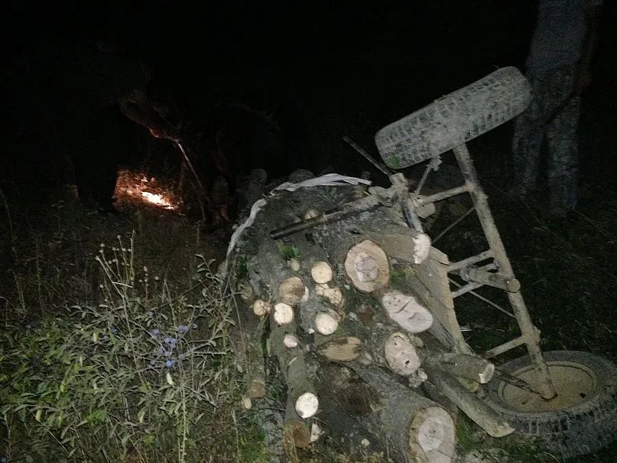 Съдят извършители на незаконна сеч по бързата процедура