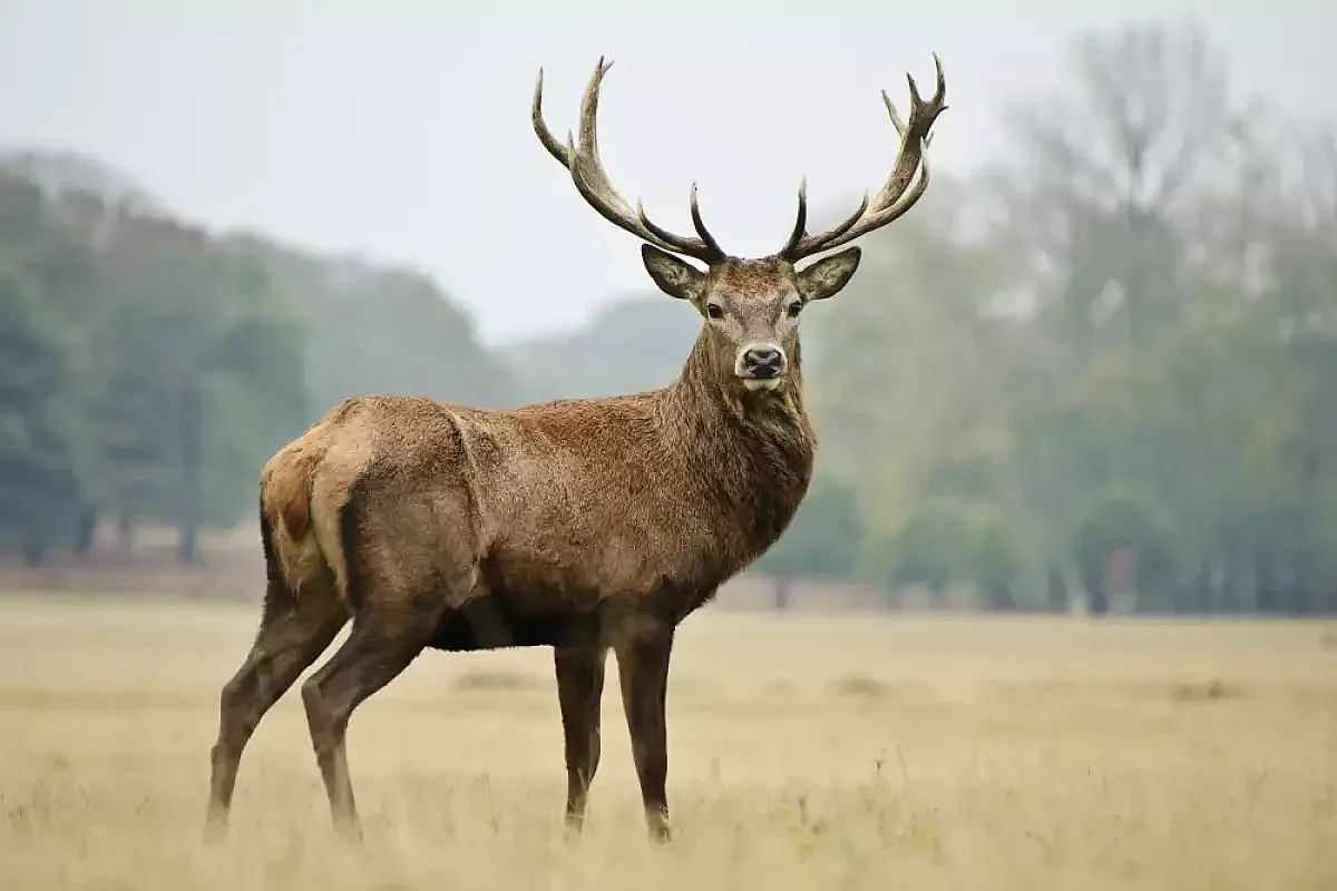 Хванаха двама мъже да бракониерстват