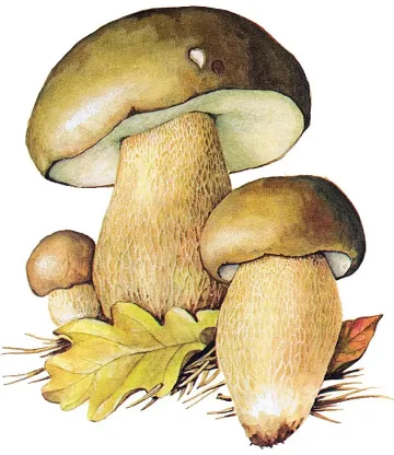 Манатарките биха трюфелите