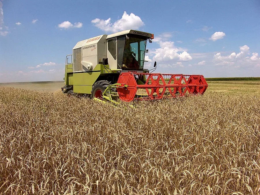 Житото падна до 220 лв. за тон в Монтана