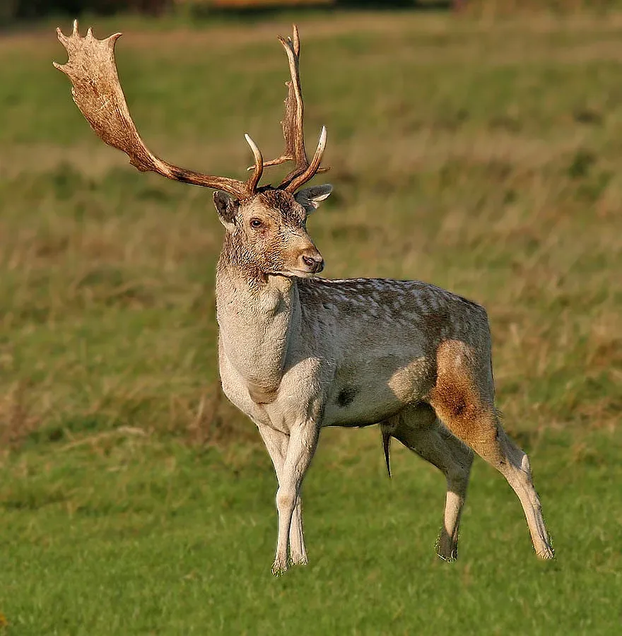Намериха убит елен-лопатар в района на яз. Студен кладенец
