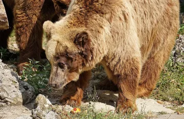 Мечката от Варна отново е кафява
