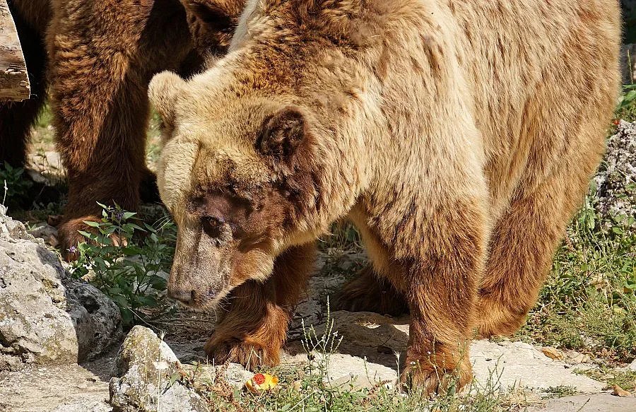 Мечката от Варна отново е кафява